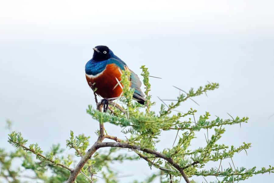 Mombasa: Discovery Day Tour and Haller Park - Fort Jesus gives Mombasa a strong opening