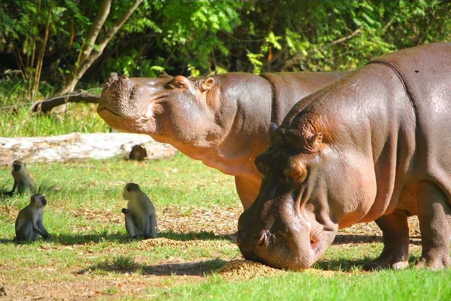 Mombasa: Discovery Day Tour and Haller Park - Mombasa Old Town is best seen slowly