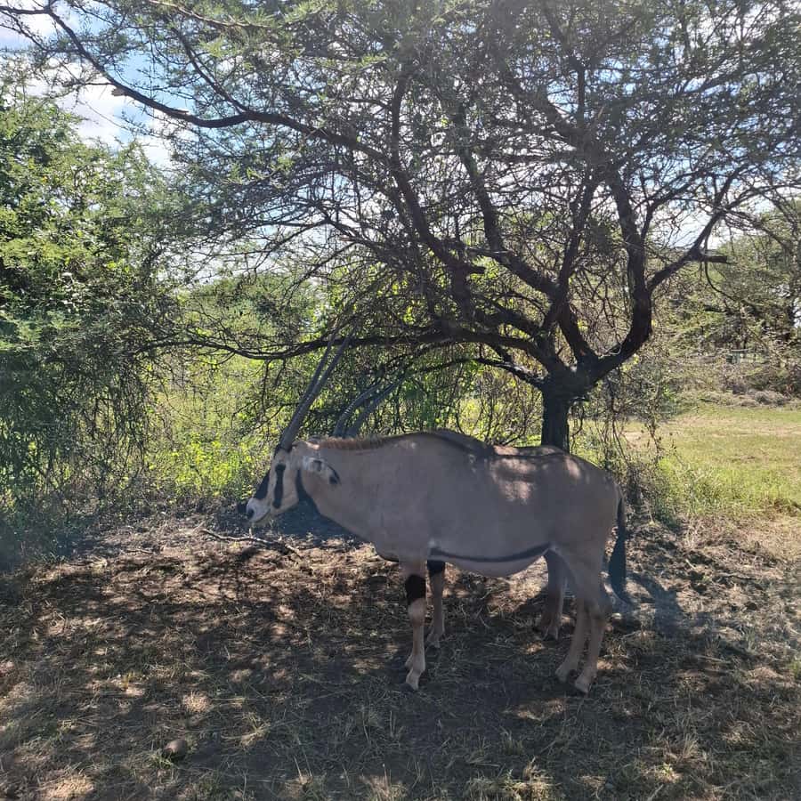 MOMBASA:FortJesus,OldCity,GiraffeOstrich,Oryx,Eland,WildTour - What the $40 price really covers