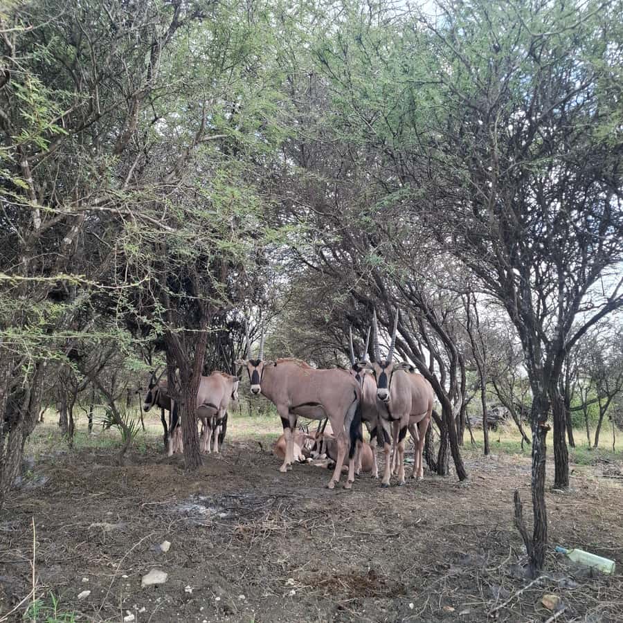 MOMBASA:FortJesus,OldCity,GiraffeOstrich,Oryx,Eland,WildTour - Should you book the Mombasa Fort Jesus and wildlife tour?