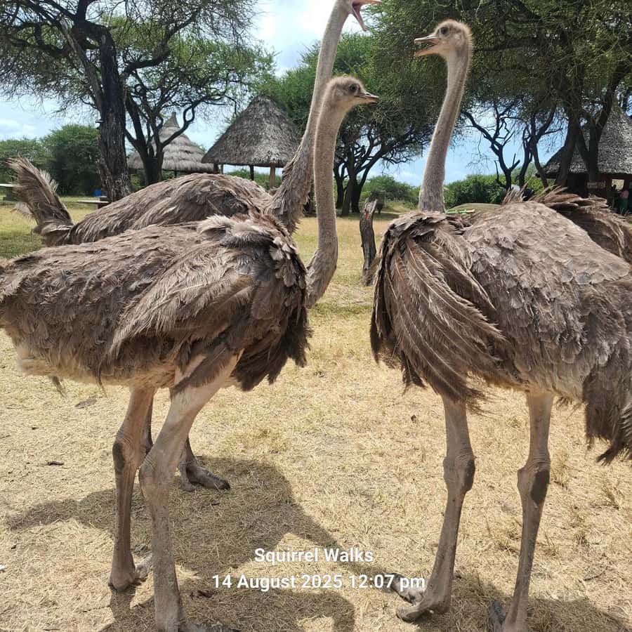 MOMBASA:FortJesus,OldCity,GiraffeOstrich,Oryx,Eland,WildTour - Old Town’s lanes, mosques, and markets