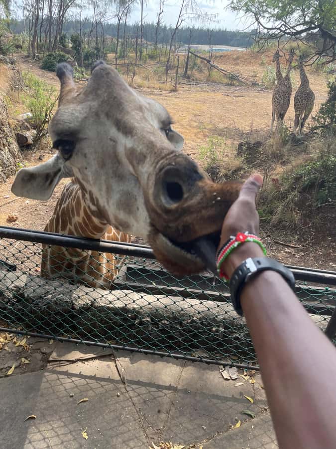 Mombasa Full Day City tour & Haller Park - Old Town, balconies, beads, and street food