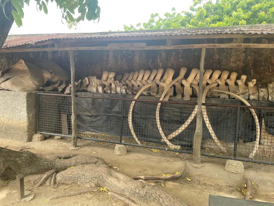 Mombasa Full Day City tour & Haller Park - Starting with Mombasa’s famous Tusks