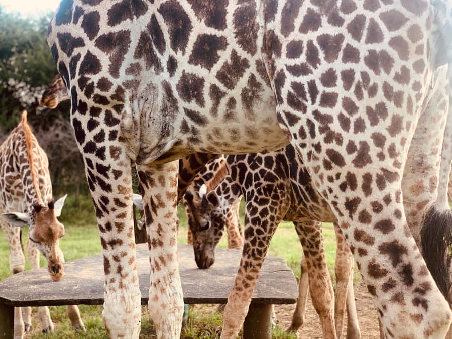Mombasa: Guided Nature Walk Amongst Giraffes - Key points to know before you book