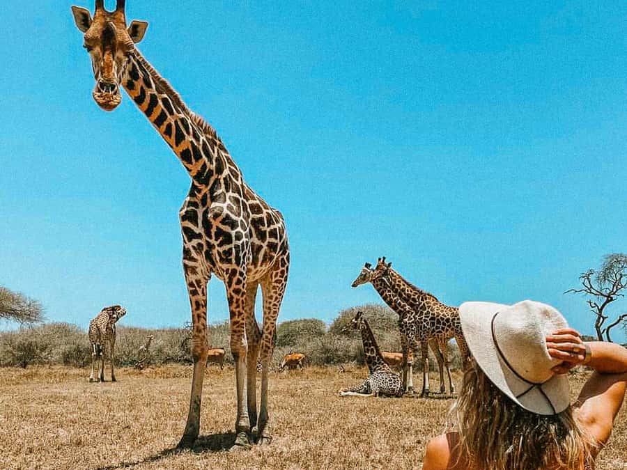 Mombasa: Guided Nature Walk Amongst Giraffes - Close animal encounters, with sensible limits