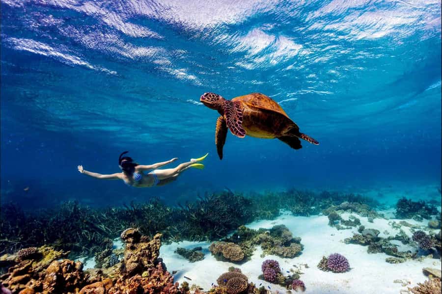 Mombasa: Kisite Park Private Cruise with Breakfast and Lunch - Key points to know before booking