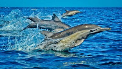 Kisite Park Private Cruise with Breakfast and Lunch