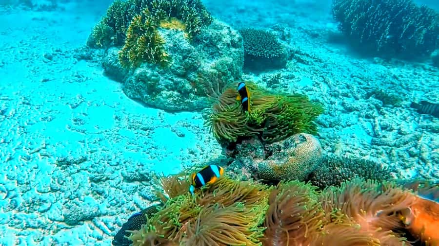 Mombasa: Kisite Park Private Cruise with Breakfast and Lunch - The Kisite sandbank and a pause in the sea