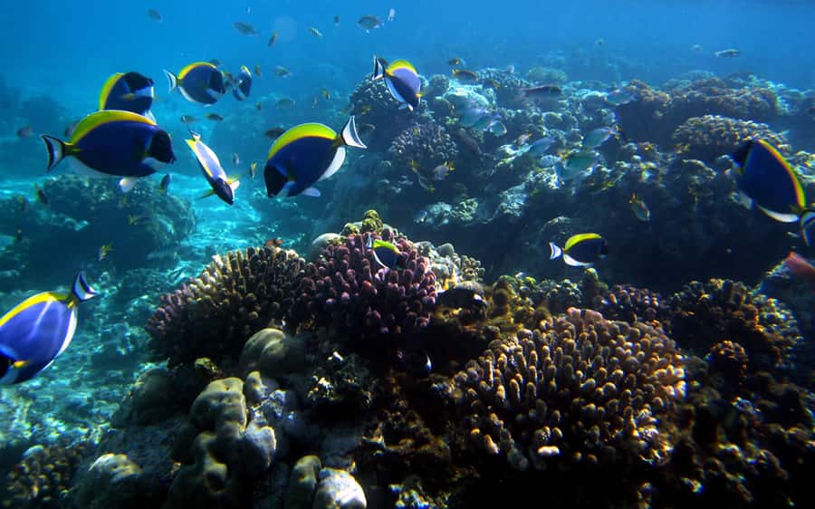 Mombasa: Kisite Park Private Cruise with Breakfast and Lunch - Shimoni Slave Caves and the weight of the afternoon