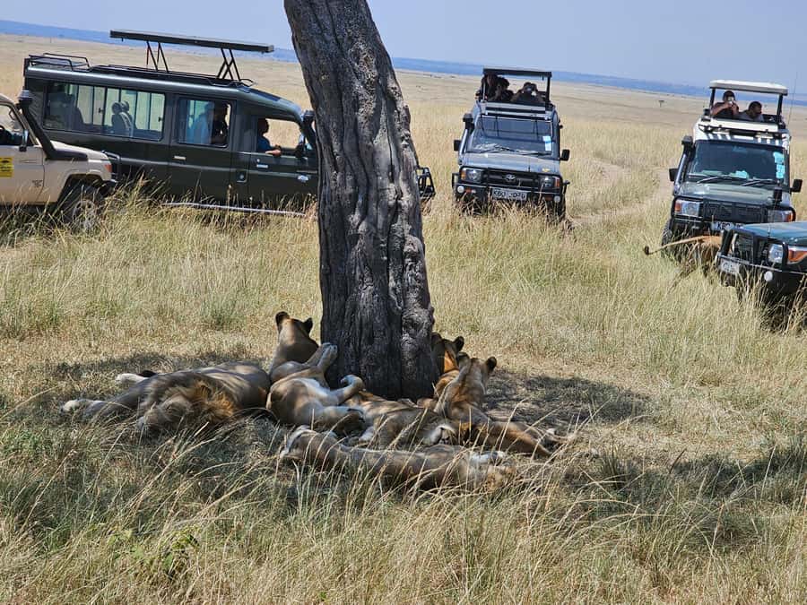 Mombasa: Tsavo East National Park Day Trip with Lunch - What to pack for a dusty safari day
