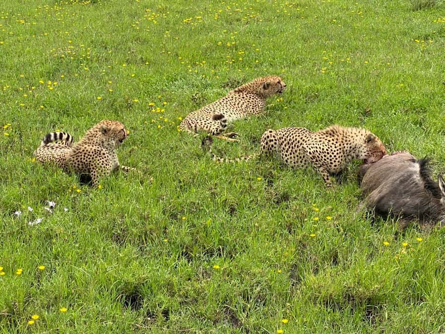 Mombasa: Tsavo East National Park Day Trip with Lunch - The real shape of this Tsavo East day trip