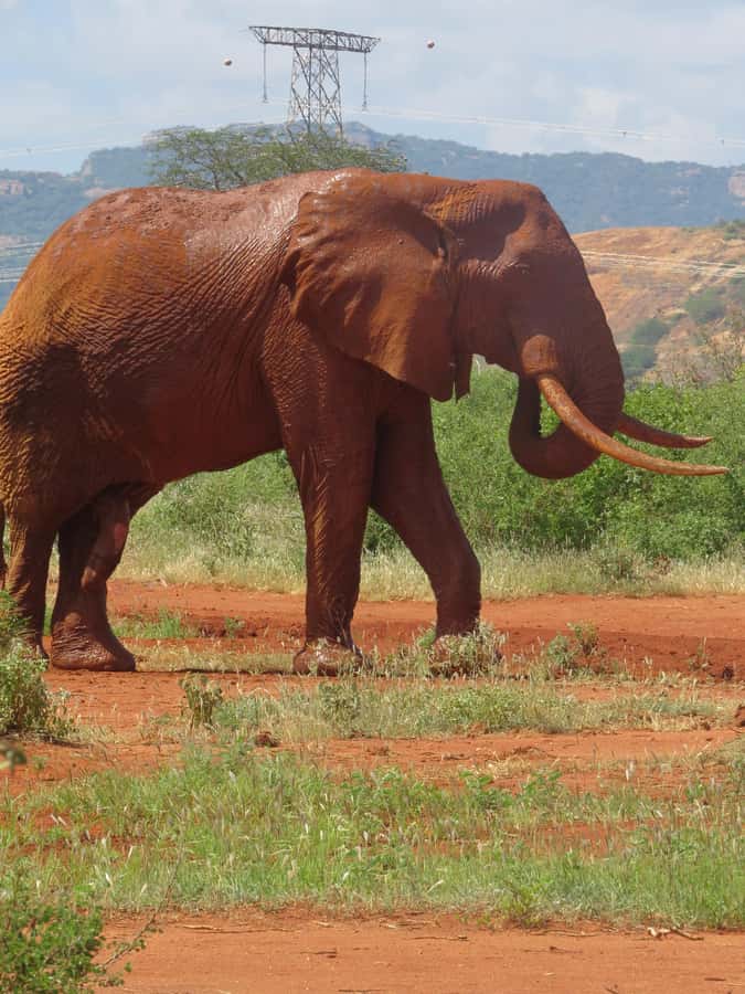 Mombasa: Tsavo East National Park Day Trip with Lunch - Yatta Plateau and the wider Tsavo setting