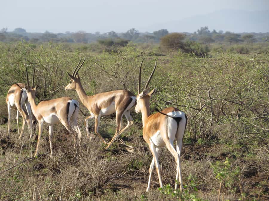 Mombasa: Tsavo East National Park Day Trip with Lunch - The afternoon drive and return to Mombasa or Diani