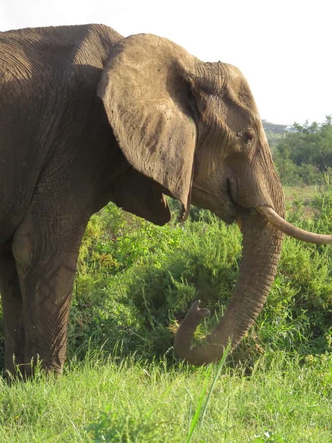 Mombasa: Tsavo East National Park Day Trip with Lunch - Vehicle comfort and guide quality
