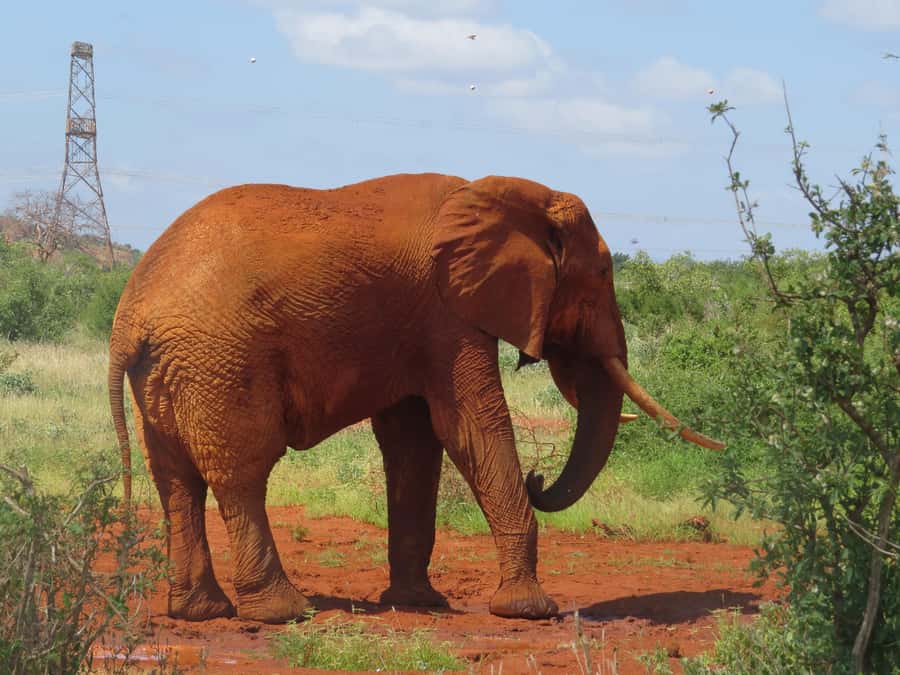 Mombasa: Tsavo East National Park Day Trip with Lunch - Who gets the best value from the $153 price