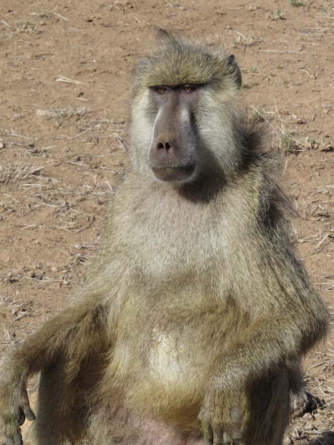 Mombasa: Tsavo East National Park Day Trip with Lunch - Three hours from the coast to the park gate