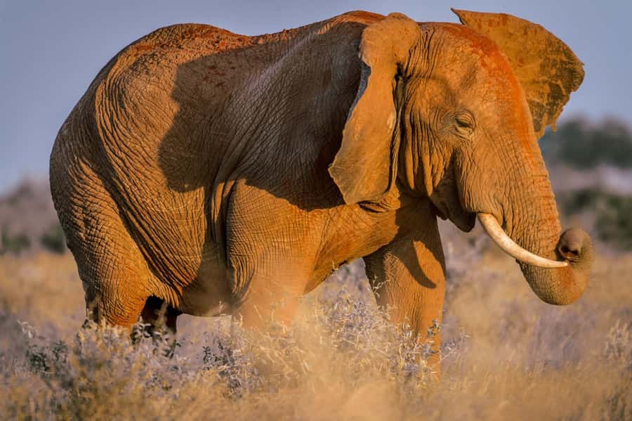 Mombasa: Tsavo East Ngutuni Sanctuary Overnight Safari - Key points to know before booking