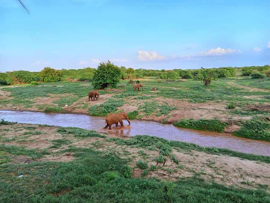 Mombasa: Tsavo East Ngutuni Sanctuary Overnight Safari - Lunch and an afternoon drive at Ngutuni Lodge
