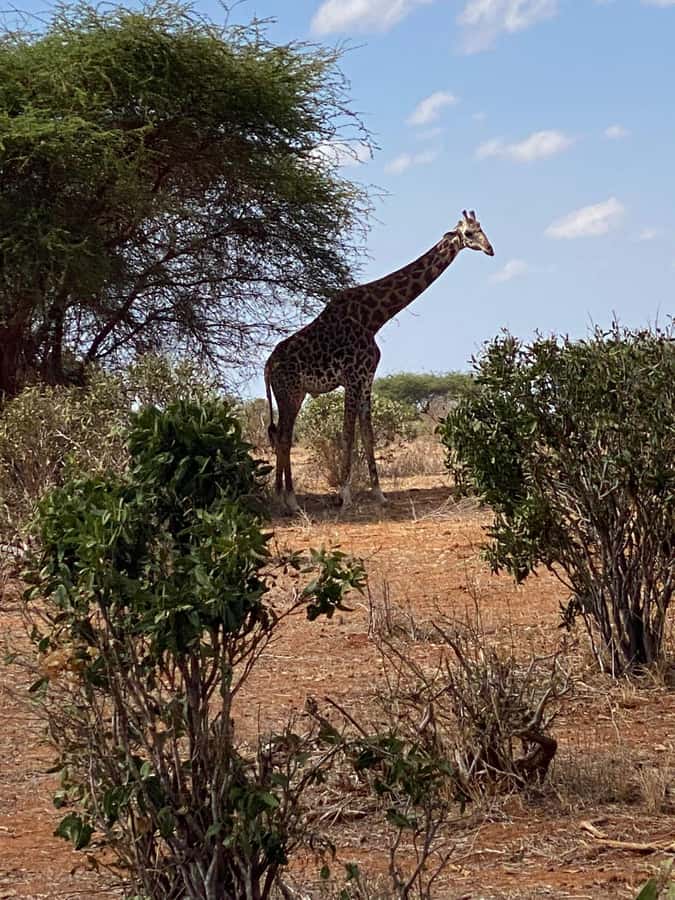Mombasa: Tsavo East Ngutuni Sanctuary Overnight Safari - Your first wildlife drive on arrival
