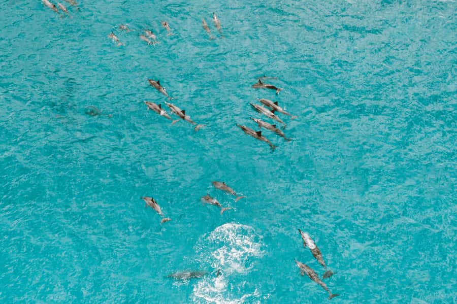Mombasa: Wasini Dolphin Tour - A Short Walk Through Wasini Village