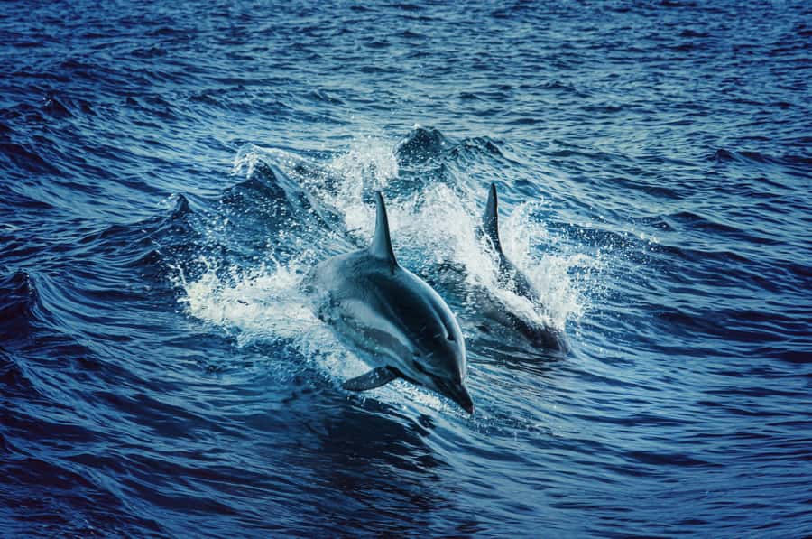 Mombasa: Wasini Dolphin Tour - What the $115 Price Really Buys