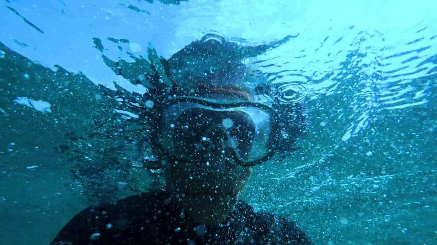 Mombasa: Wasini Dolphin Tour - Should You Book the Wasini Dolphin Tour?