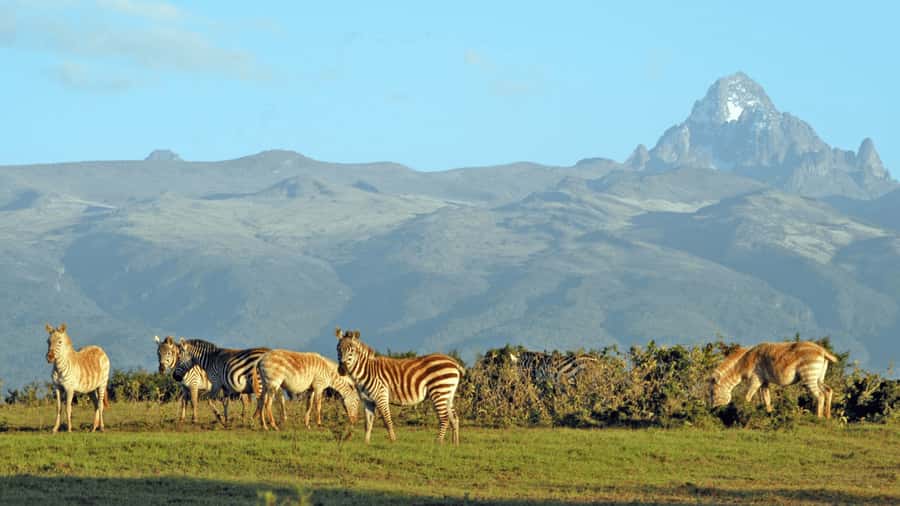 Mt Kenya: Full-day hiking tour from Nairobi - Nairobi to Mount Kenya: The Day Starts Early