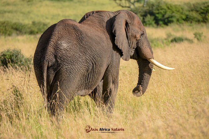 Multi Day Masai Mara Lake Nakuru Park Hellsgate Park Tour - Day 3: One last Mara look, then on to Nakuru