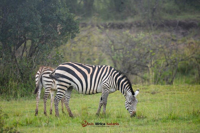 Multi Day Masai Mara Lake Nakuru Park Hellsgate Park Tour - Day 2: A full day in the Maasai Mara