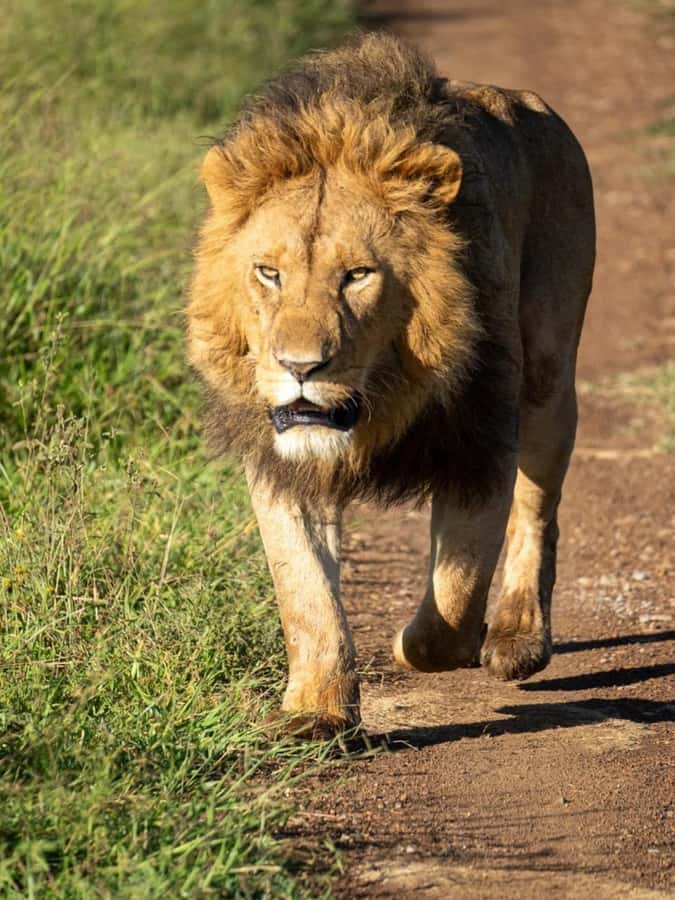 Nairobi: 3-Day Amboseli National Park Shared Safari Package - Key points to know before you book