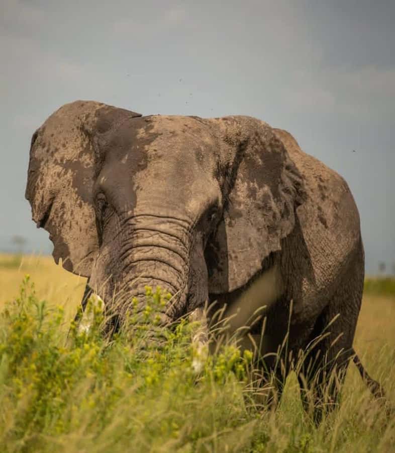 Nairobi: 3-Day Amboseli National Park Shared Safari Package - First night at Nyati Safari Camp