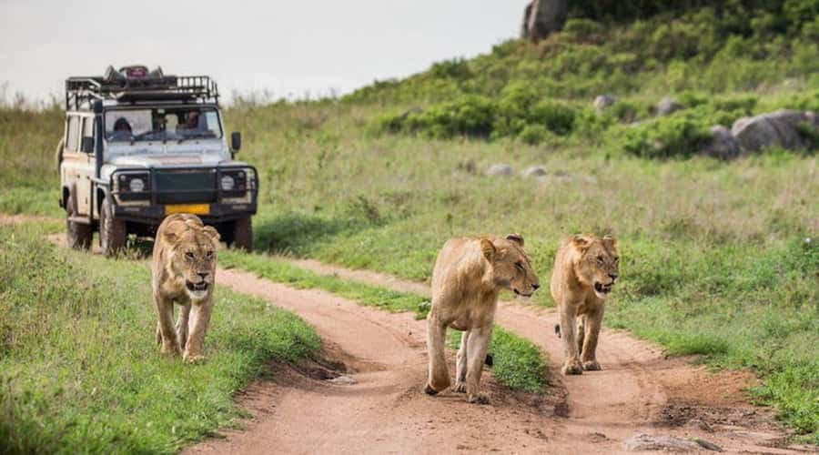Nairobi: 3-Day Maasai Mara Group Tour with 4X4 Jeep Safari - What the $295 price really covers