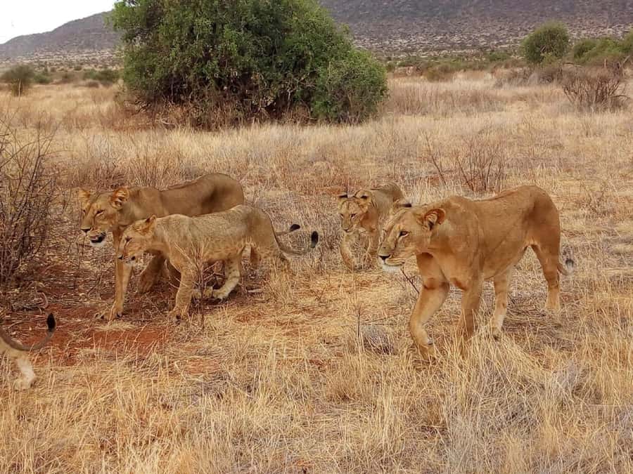 Nairobi: 3-Day Maasai Mara Safari - Group size, languages, and comfort