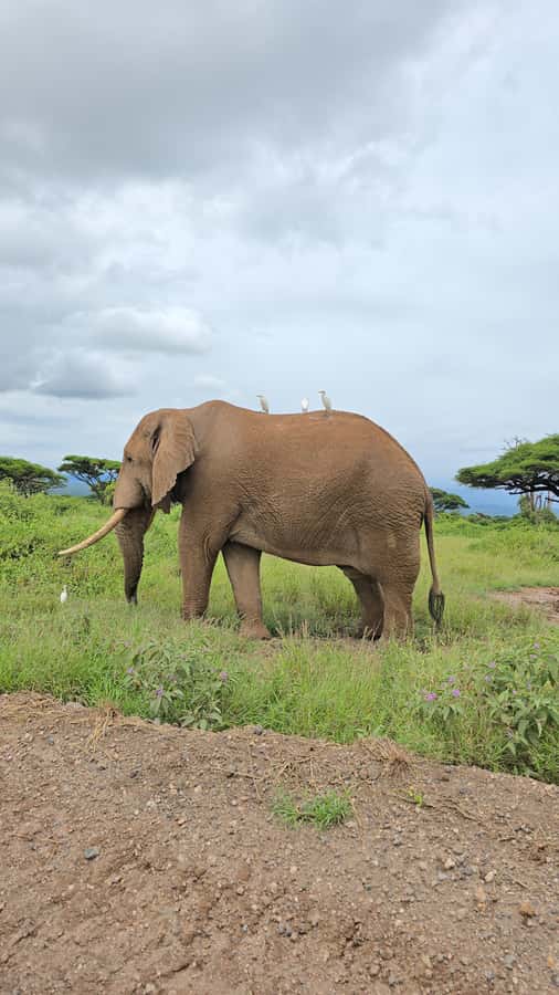 Nairobi: 3-Days 2-Nights Maasai Mara Group Safari in 4x4 - The Mara River and the Great Migration