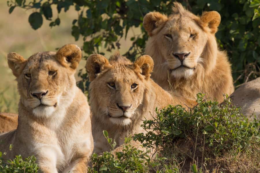 Nairobi: 3-Days 2-Nights Maasai Mara Group Safari in 4x4 - Optional extras and what they are really worth