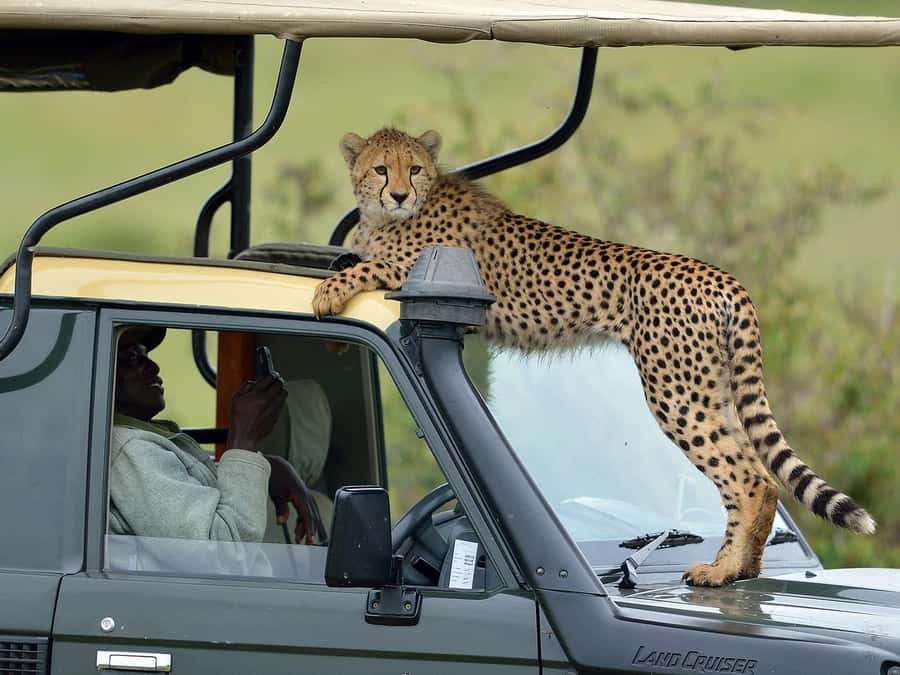 Nairobi: 4-Day Maasai Mara & Lake Nakuru Camping Safari - Key points at a glance