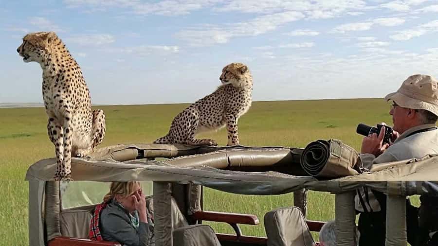 Nairobi: 4-Day Maasai Mara & Lake Nakuru Camping Safari - Day four, rhinos and flamingos at Lake Nakuru