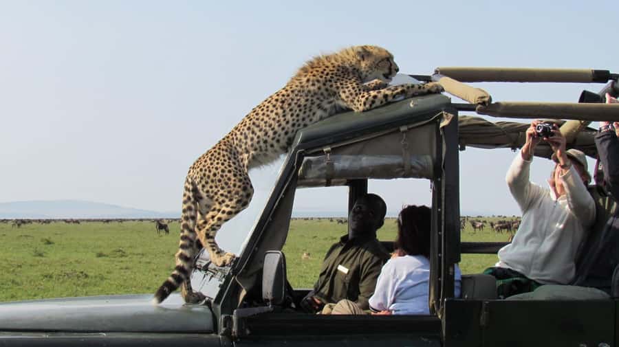 Nairobi: 4-Day Maasai Mara & Lake Nakuru Camping Safari - What the $475 price really means