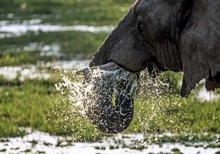 Nairobi: 4 Day Masai Mara and Lake Nakuru Camping Safari - Key points to know before booking