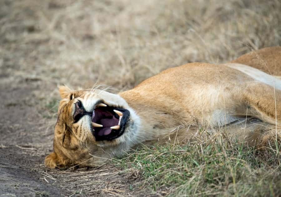 Nairobi: 4 Day Masai Mara and Lake Nakuru Camping Safari - From Nairobi to the Maasai Mara plains
