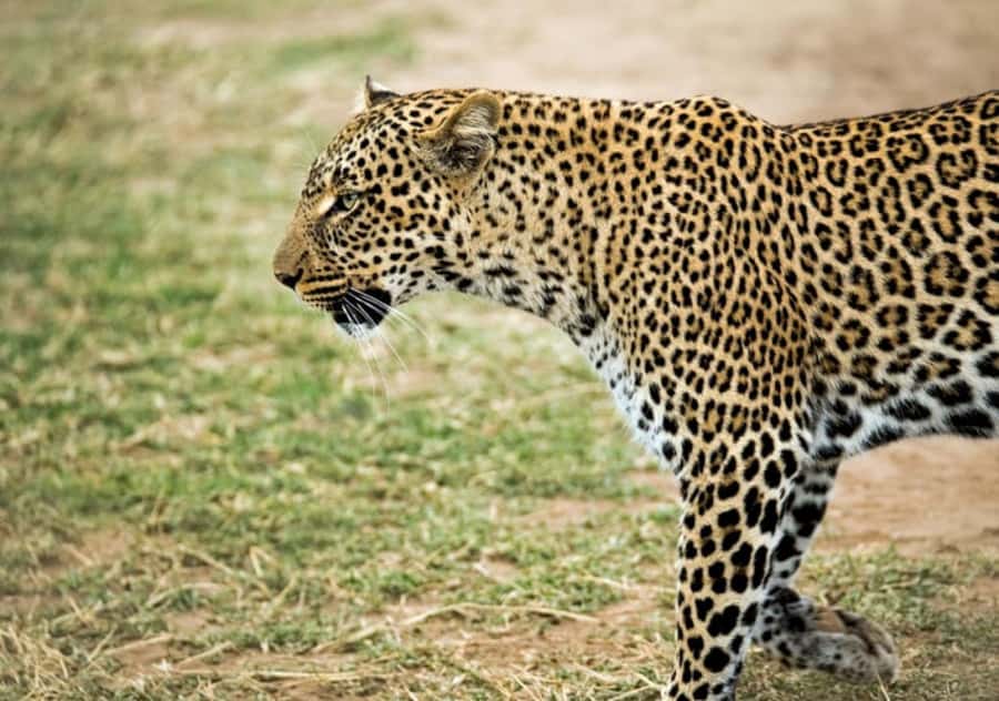 Nairobi: 4 Day Masai Mara and Lake Nakuru Camping Safari - Moving south through the Rift Valley