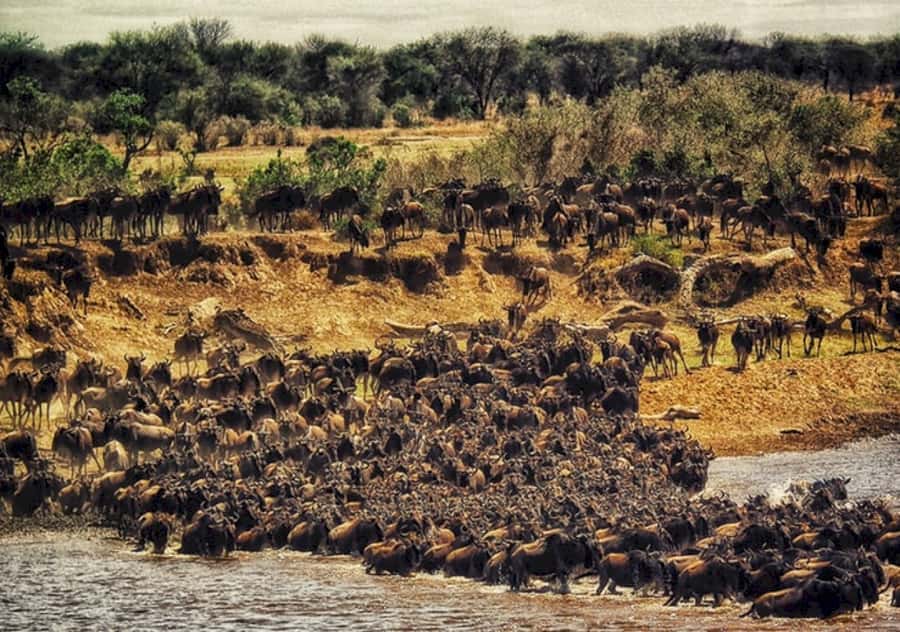 Nairobi: 4 Day Masai Mara and Lake Nakuru Camping Safari - What the $360 price really means