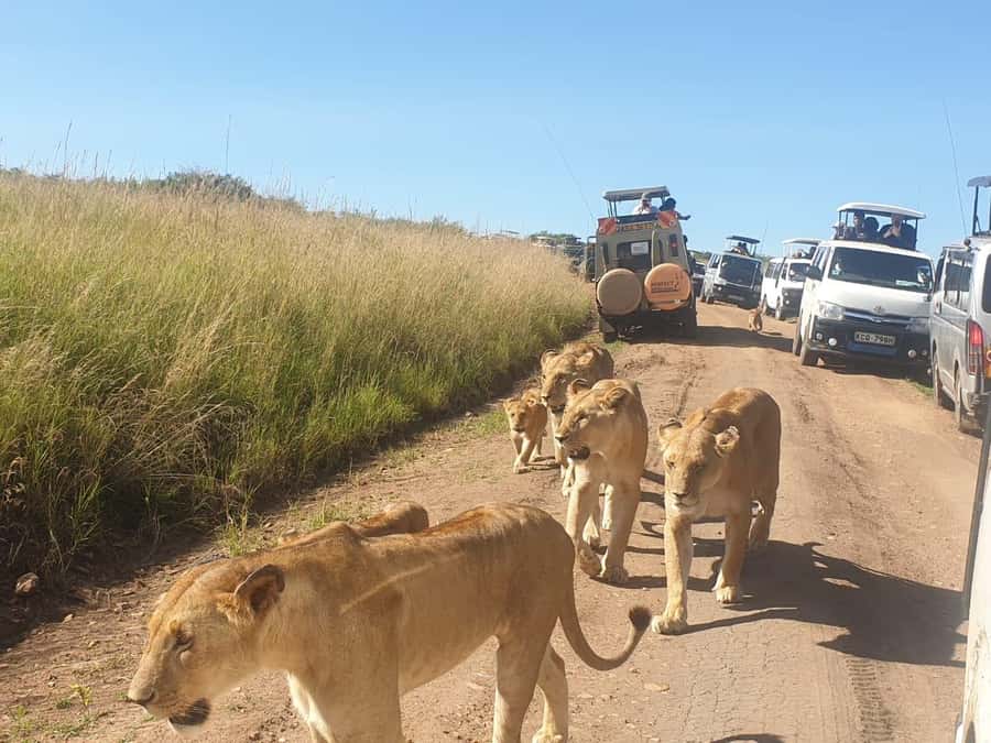 Nairobi: 4 Day Masai Mara and Lake Nakuru Camping Safari - A full day among lions, elephants, and the Mara River