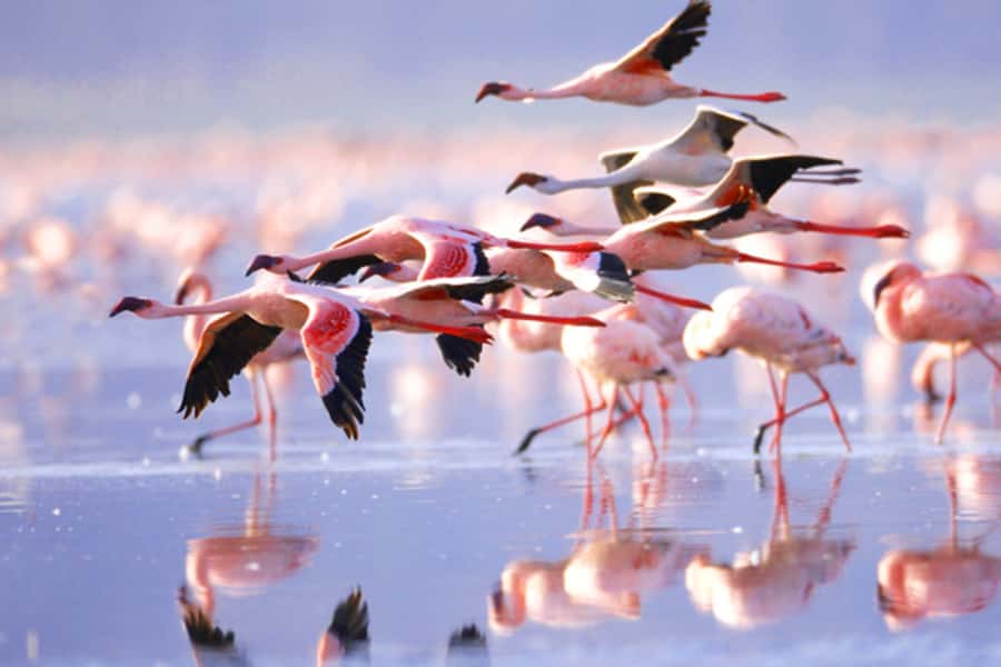 Nairobi: 5 Days Maasai Mara, Nakuru & Naivasha Tour - Key points to know before booking