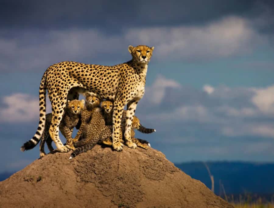 Nairobi: 5 Days Maasai Mara, Nakuru & Naivasha Tour - Why the Maasai Mara is the heart of the trip