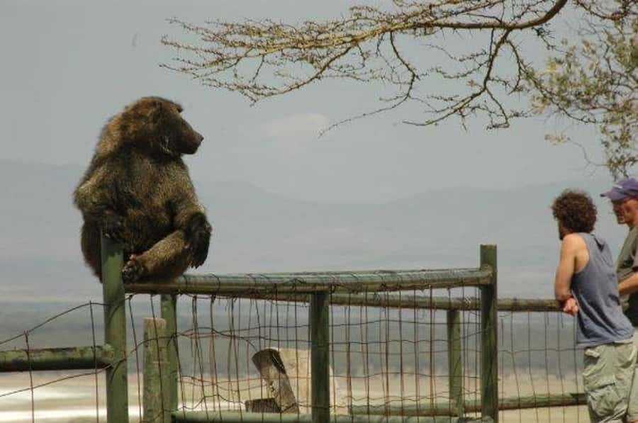 Nairobi: 5 Days Maasai Mara, Nakuru & Naivasha Tour - Hippos and birdlife on Lake Naivasha