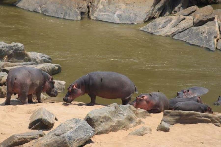 Nairobi: 5 Days Maasai Mara, Nakuru & Naivasha Tour - Cycling through Hell’s Gate National Park