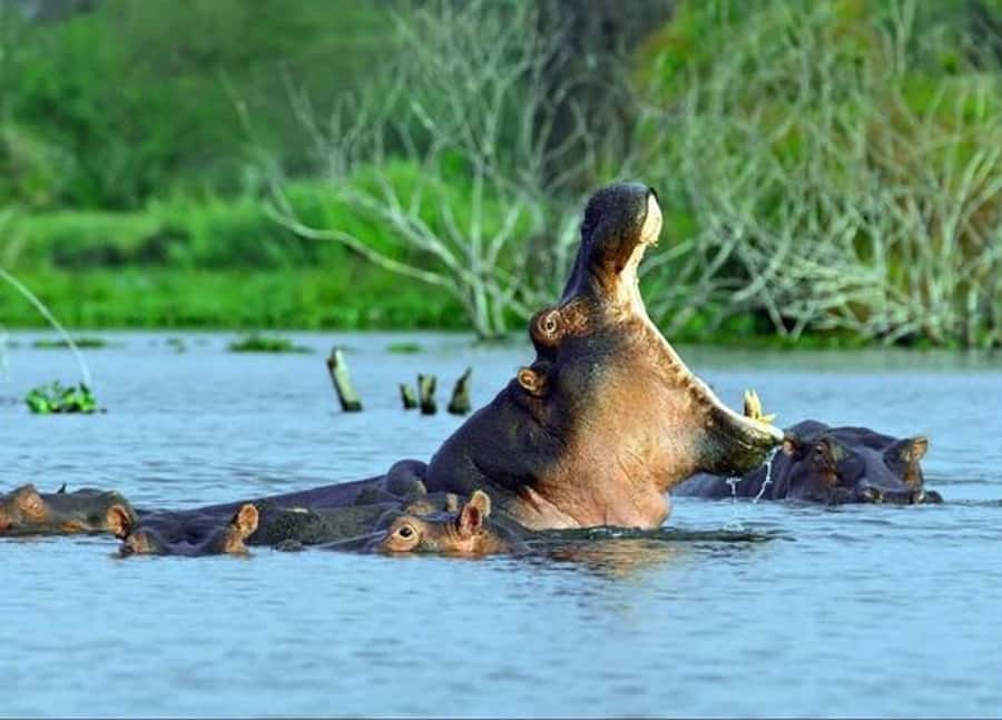 Nairobi: 5 Days Maasai Mara, Nakuru & Naivasha Tour - What the $1,285 price really covers