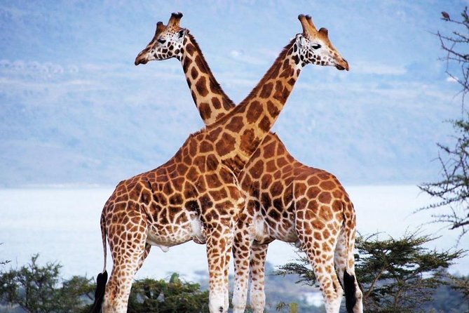 Nairobi Airport Layover Half Day Tour Nairobi National Park - Why this airport safari works