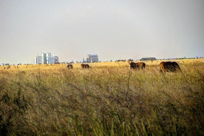Nairobi Airport Layover Half Day Tour Nairobi National Park - What the price means at $82.14